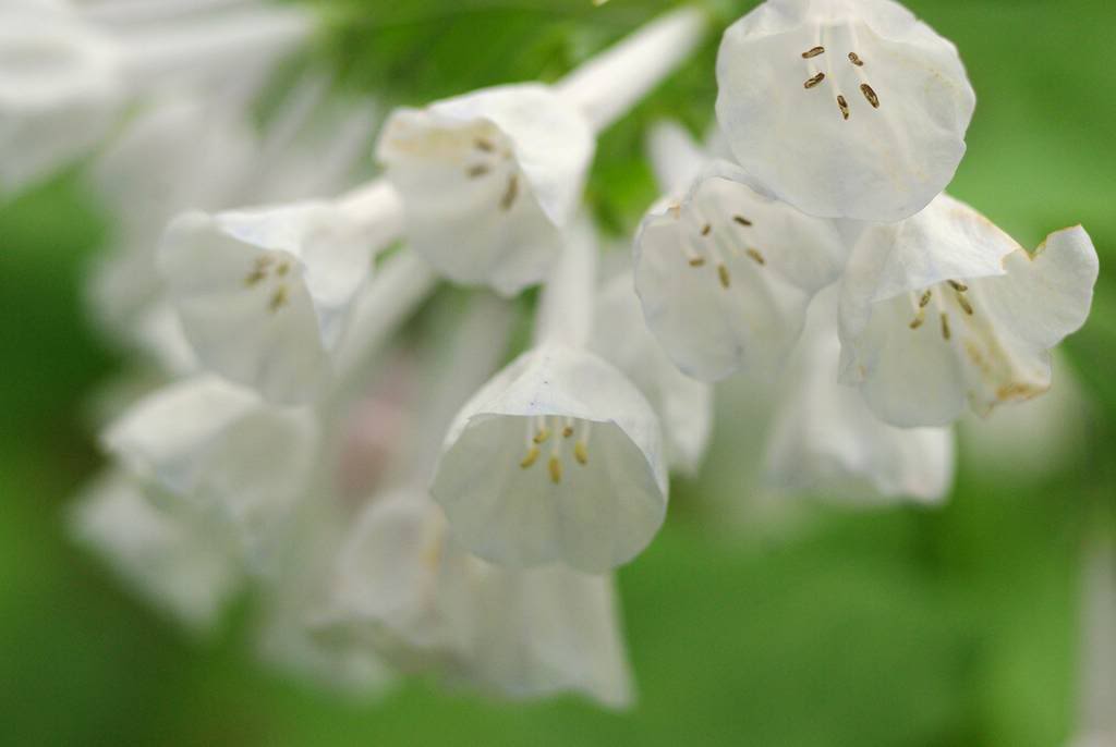 It's Not Work, It's Gardening!: Bluebells and other wildflowers